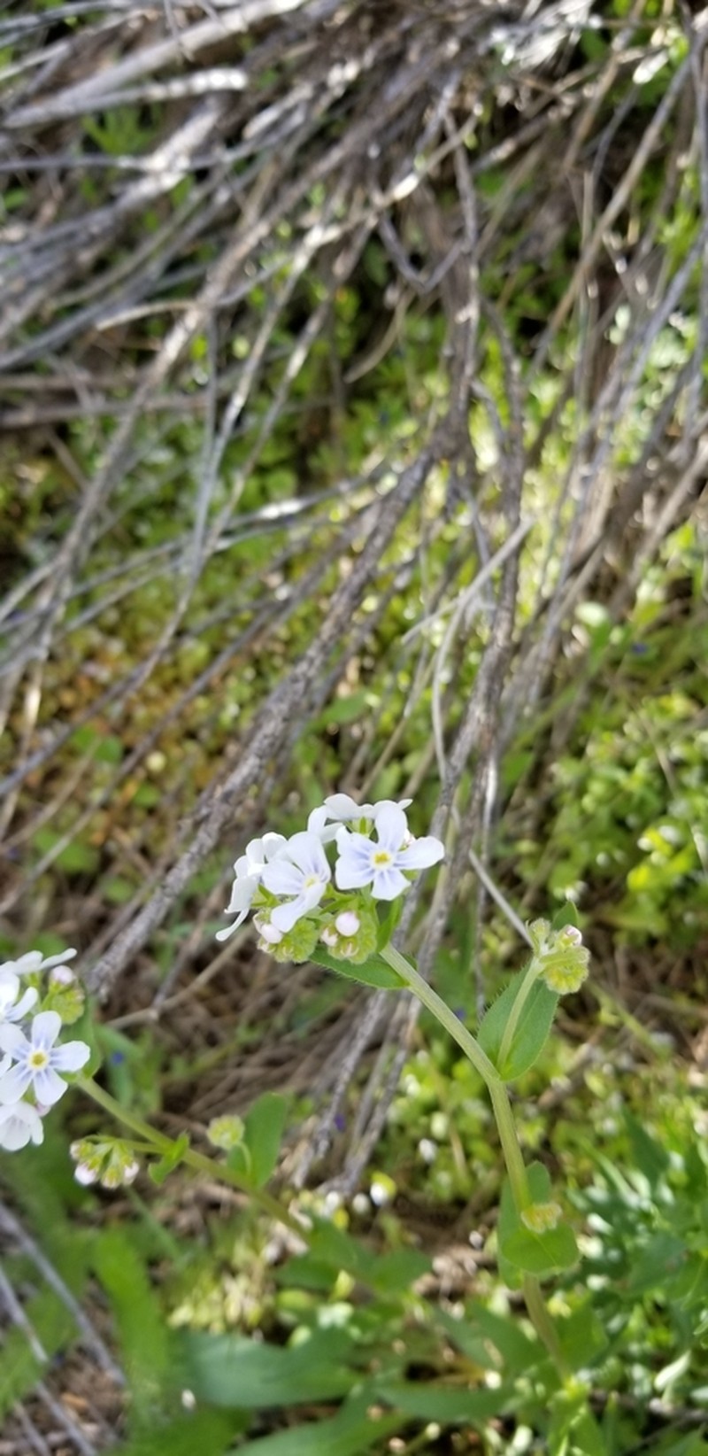Spotted Stickseed photo 3