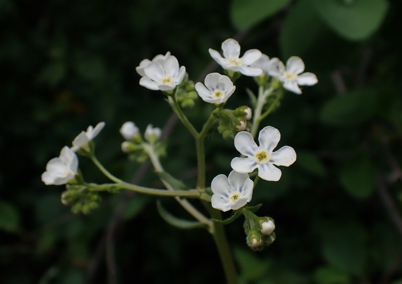 Spotted Stickseed photo 4