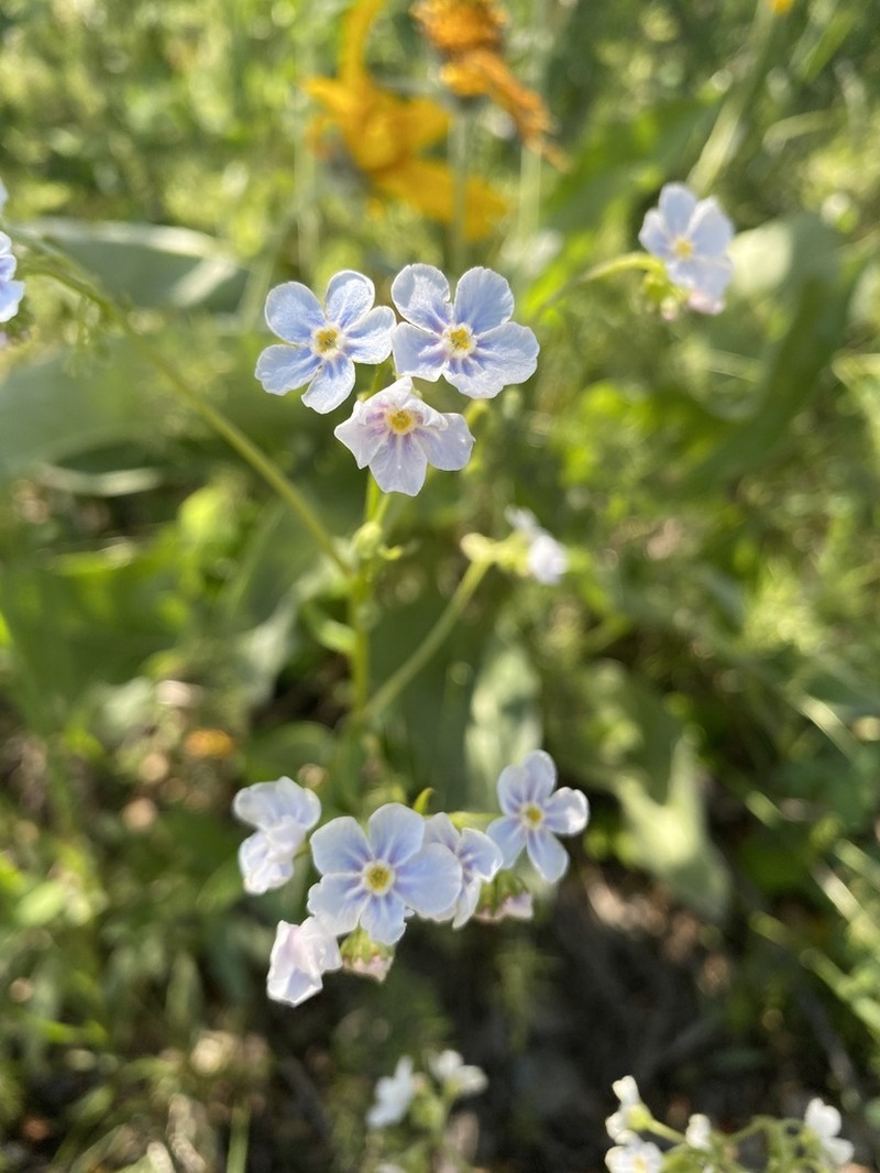 Spotted Stickseed photo 5