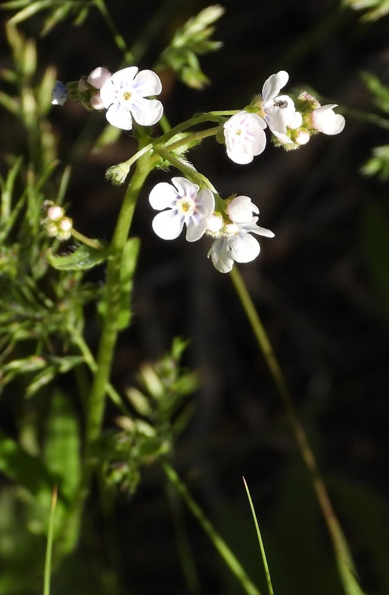 Spotted Stickseed photo 6