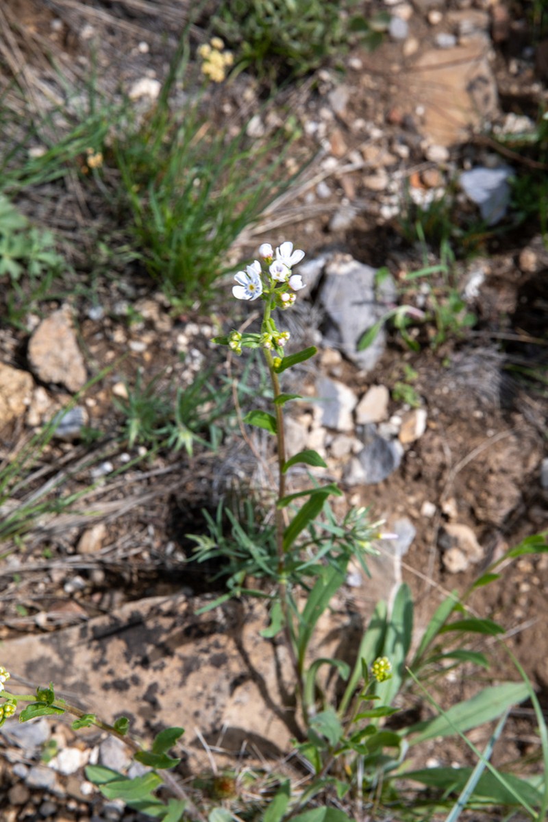 Spotted Stickseed photo 7