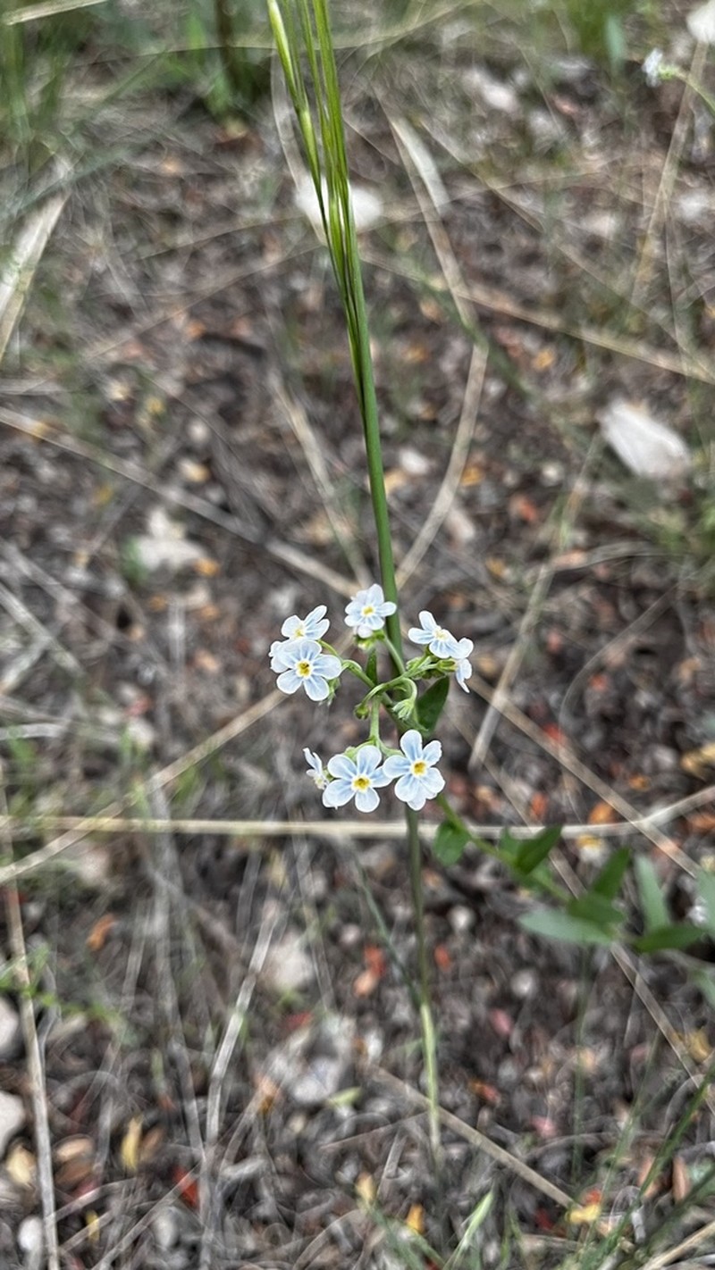 Spotted Stickseed photo 8