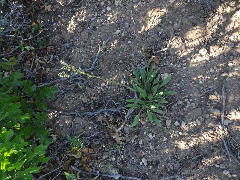 Hackelia patens var. harrisonii photo 2