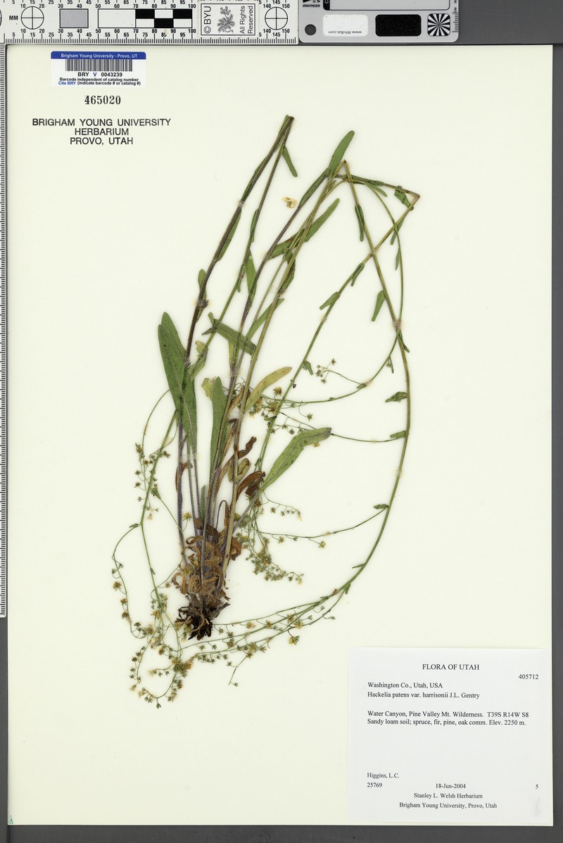 Hackelia patens var. harrisonii photo 3