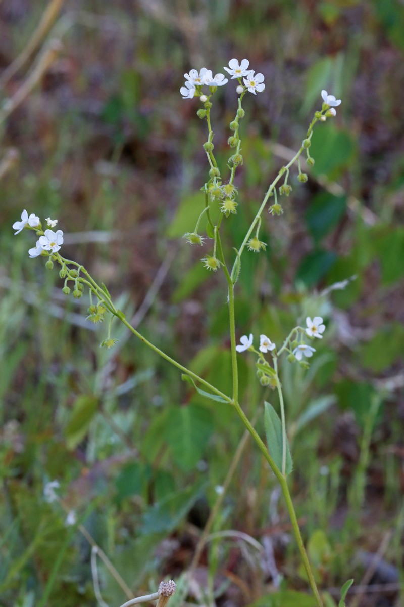 Hackelia patens var. patens