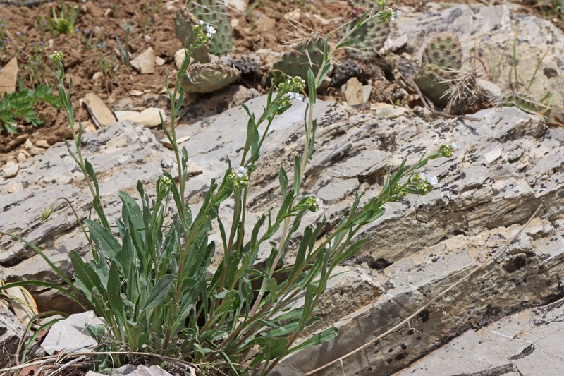 Hackelia patens var. patens photo 2