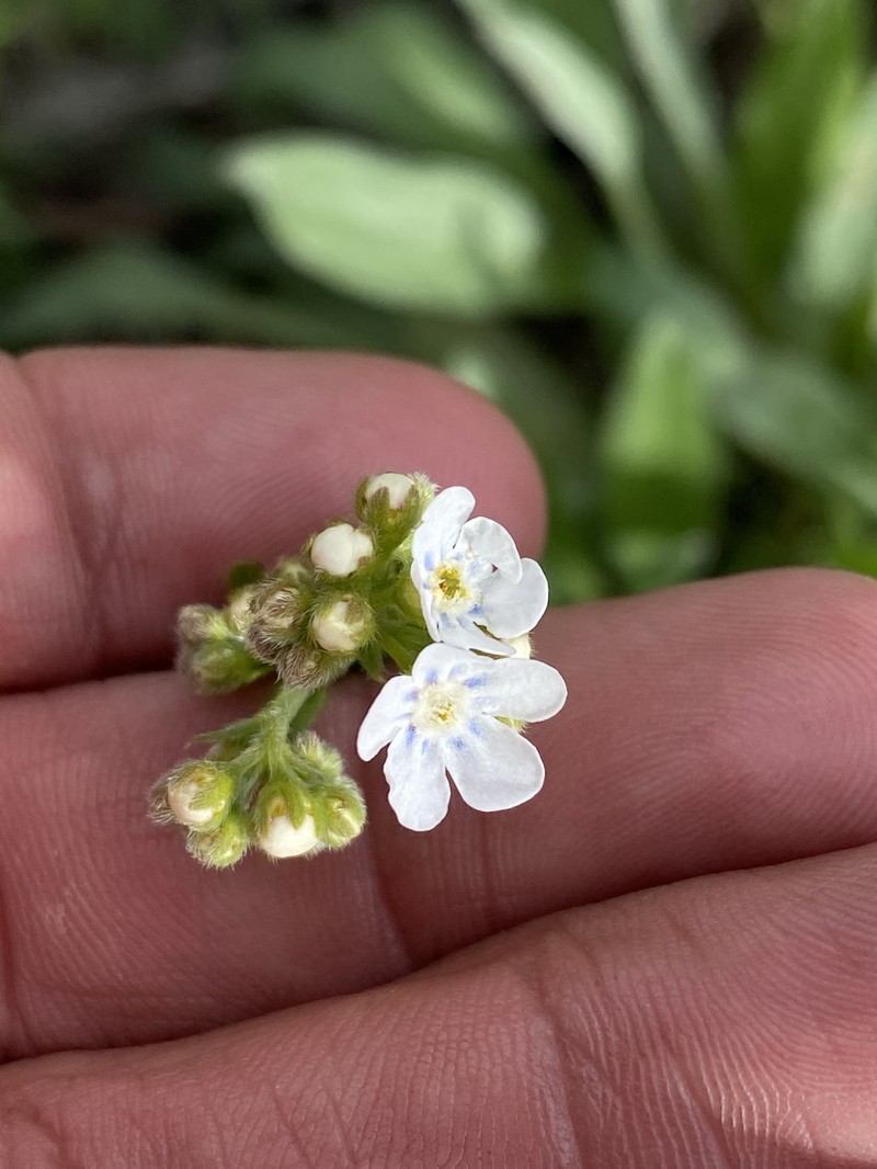 Hackelia patens var. patens photo 4