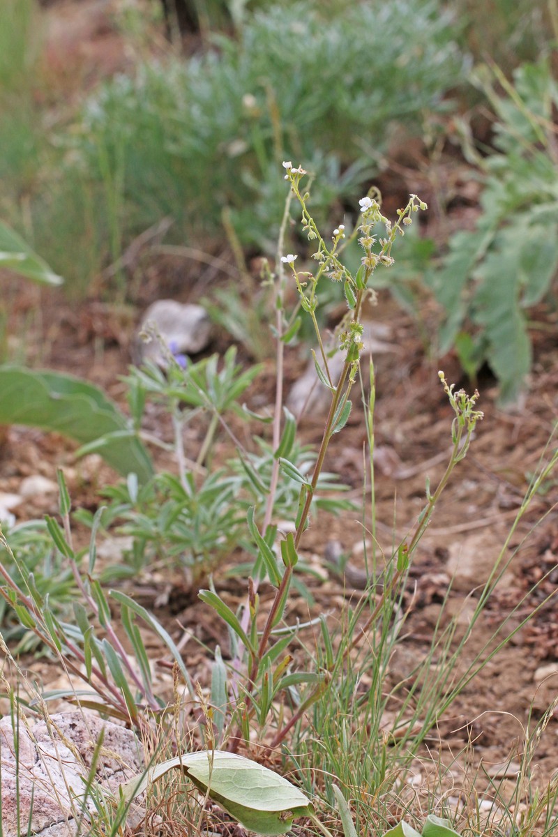 Hackelia patens var. patens photo 6