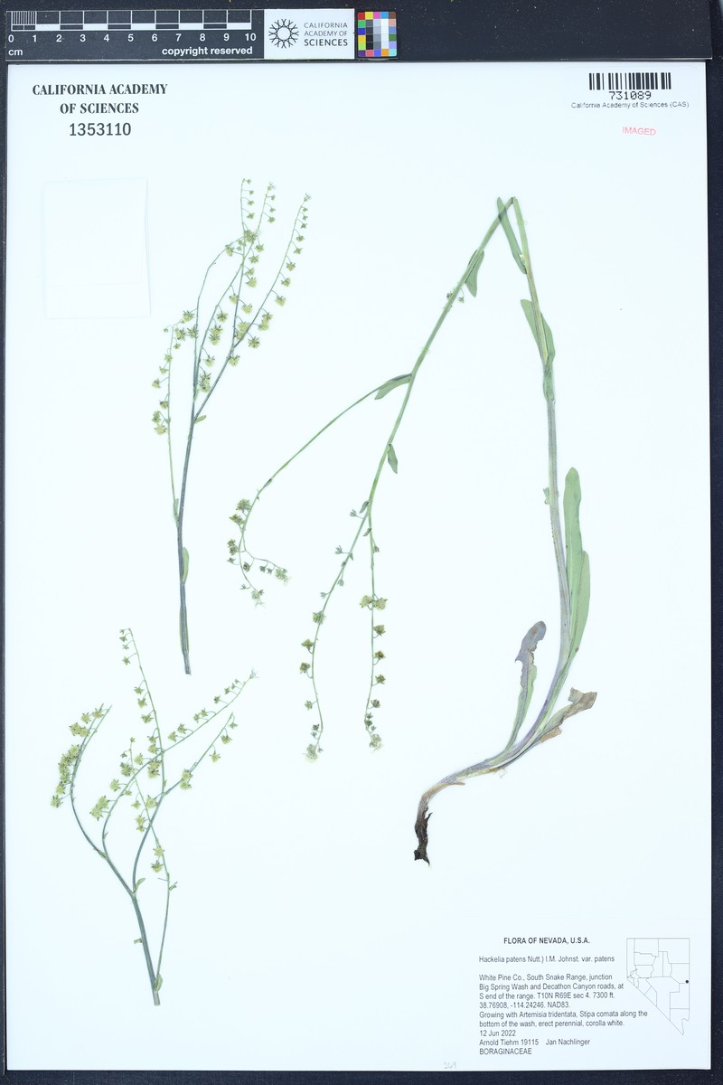 Hackelia patens var. patens photo 7