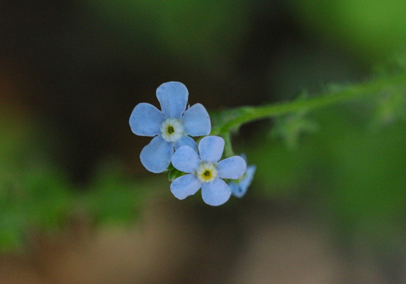 Livermore Stickseed