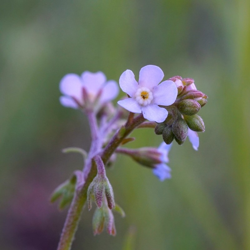 Livermore Stickseed photo 2