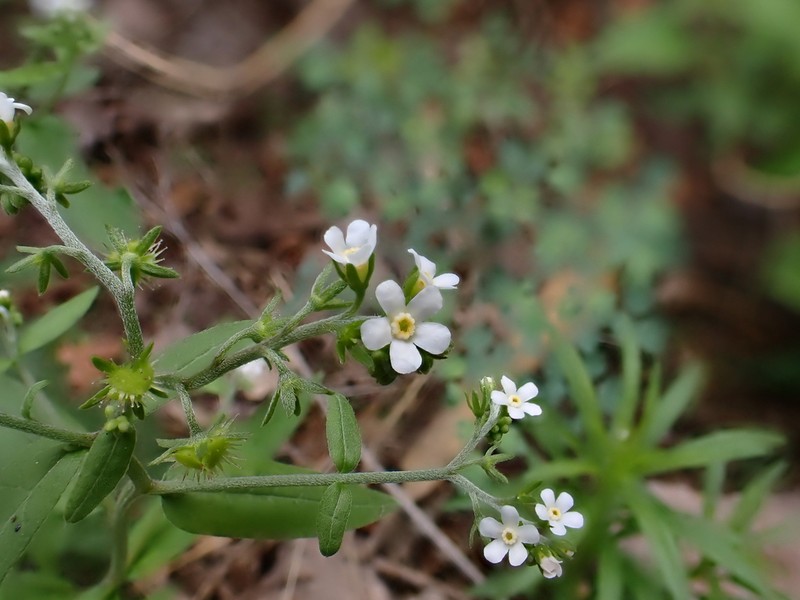 Livermore Stickseed photo 3