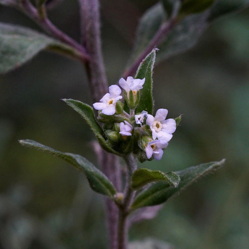 Livermore Stickseed photo 4