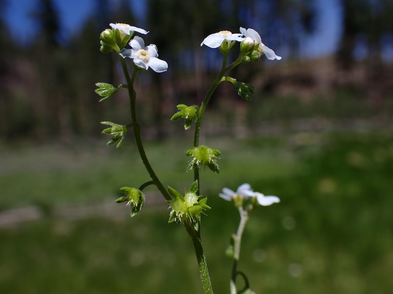 Livermore Stickseed photo 5