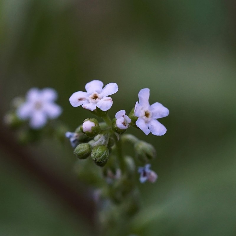 Livermore Stickseed photo 6
