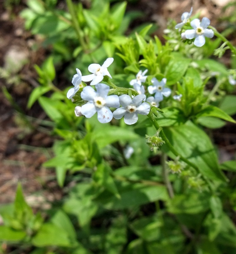 Livermore Stickseed photo 7