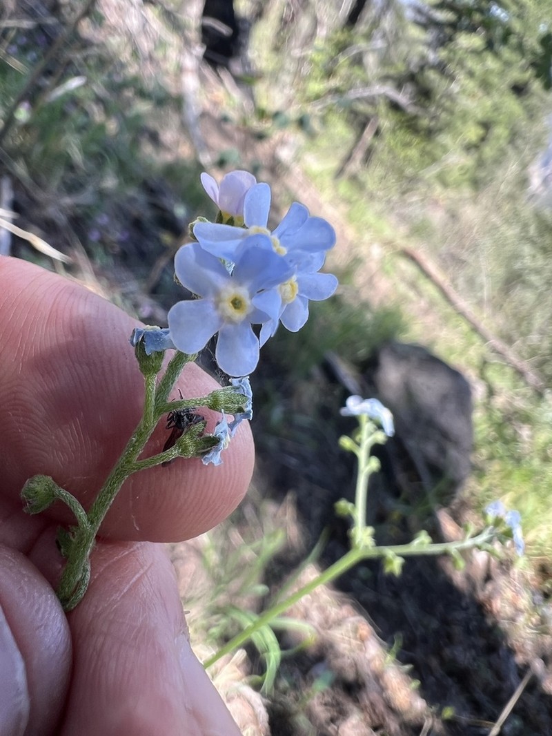 Livermore Stickseed photo 8
