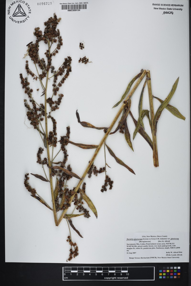 Hackelia pinetorum var. pinetorum photo 2