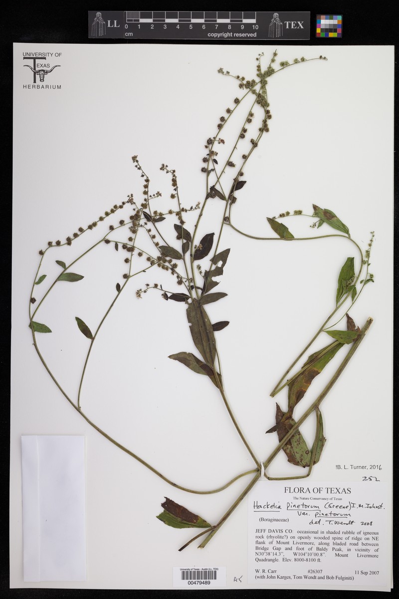 Hackelia pinetorum var. pinetorum