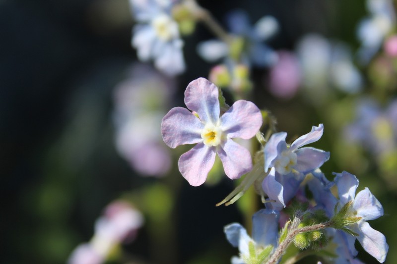 Bristly Stickseed photo 2