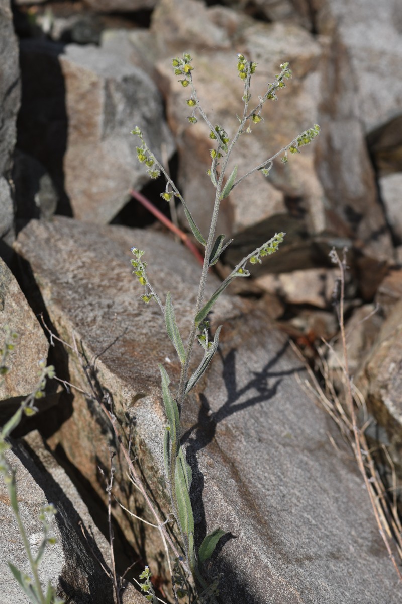Bristly Stickseed photo 3