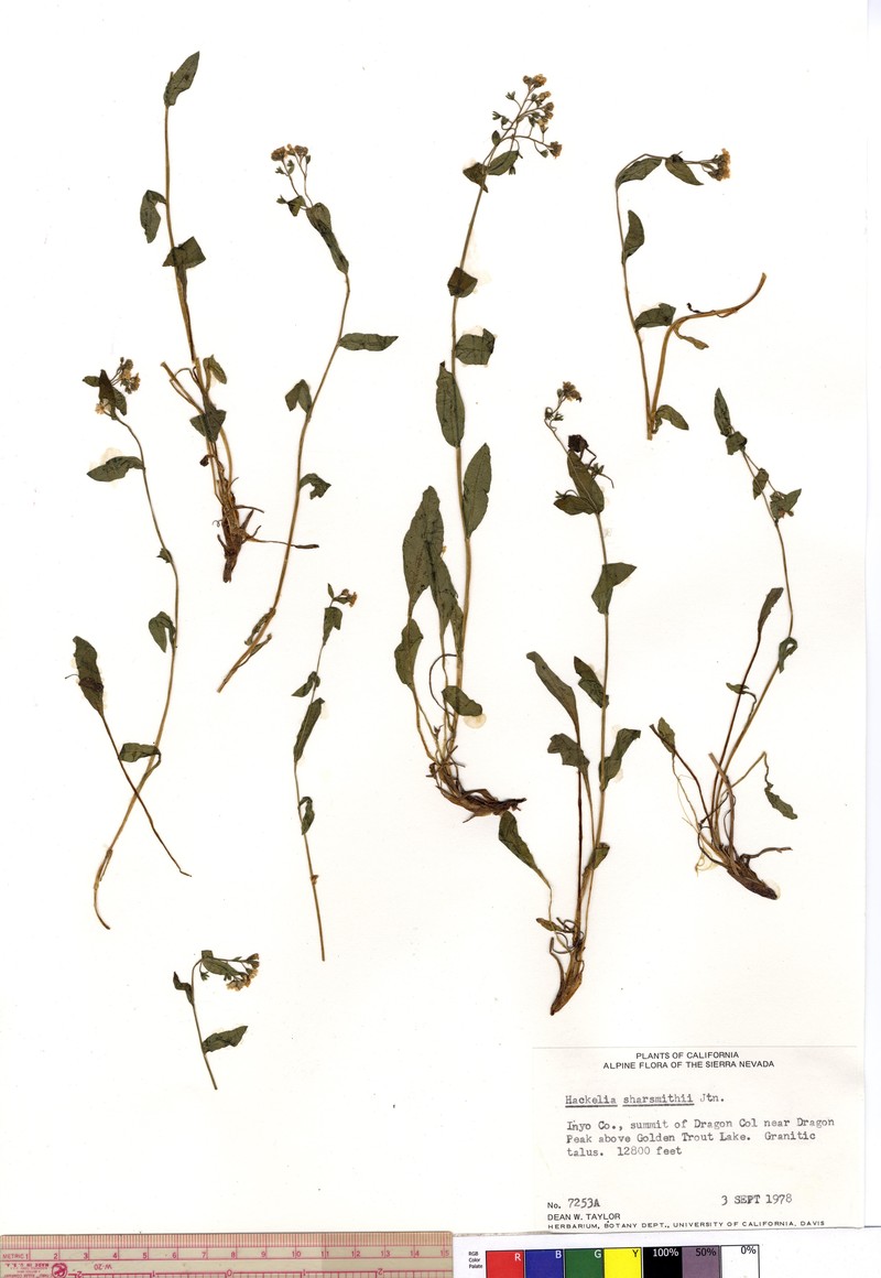 Sharsmith's Stickseed