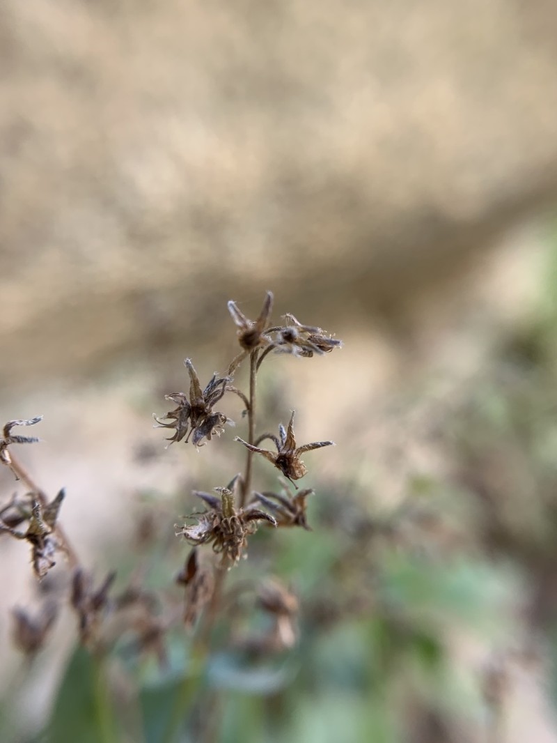 Sharsmith's Stickseed photo 2