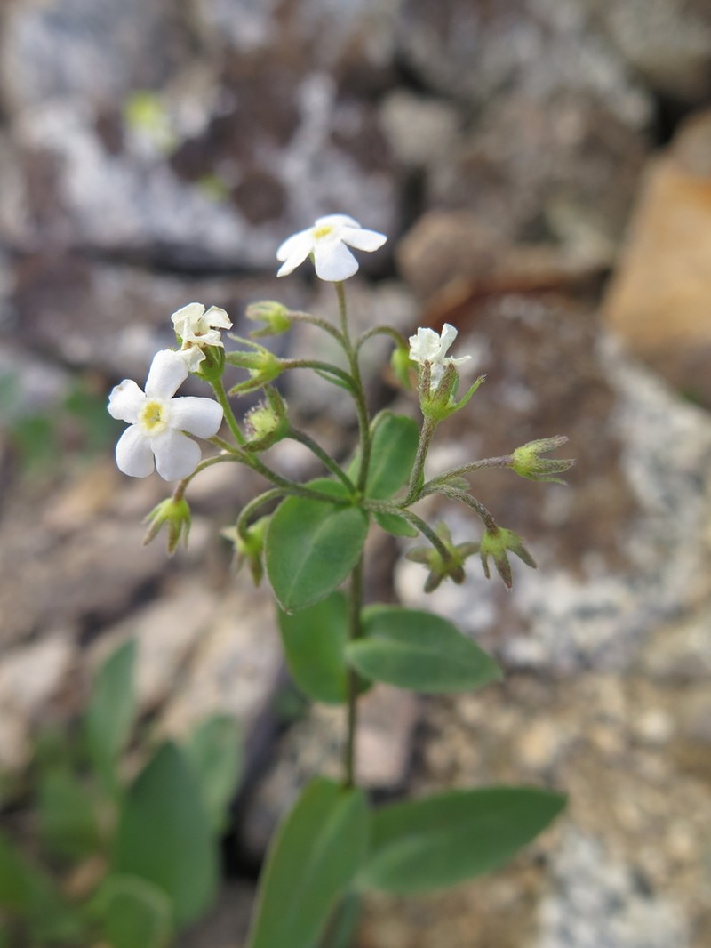 Sharsmith's Stickseed photo 3