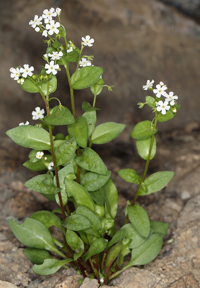 Sharsmith's Stickseed photo 6