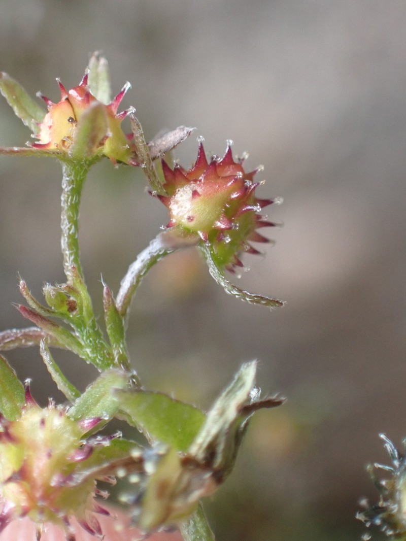 Sharsmith's Stickseed photo 7