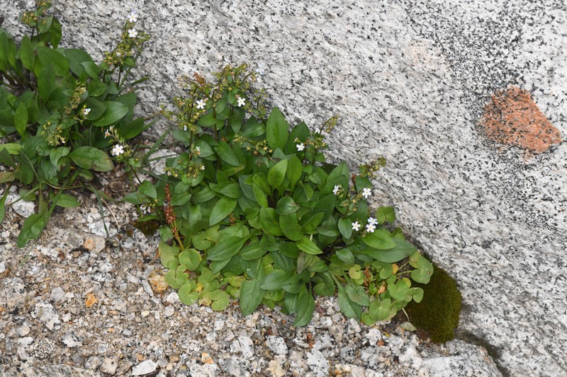 Sharsmith's Stickseed photo 8