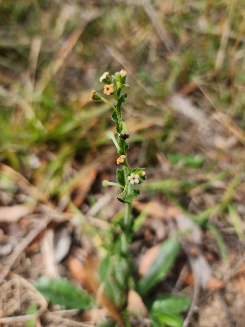 Hackelia suaveolens