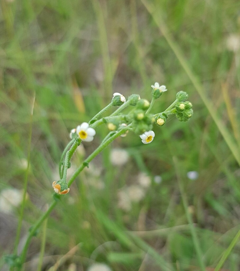 Hackelia suaveolens photo 2
