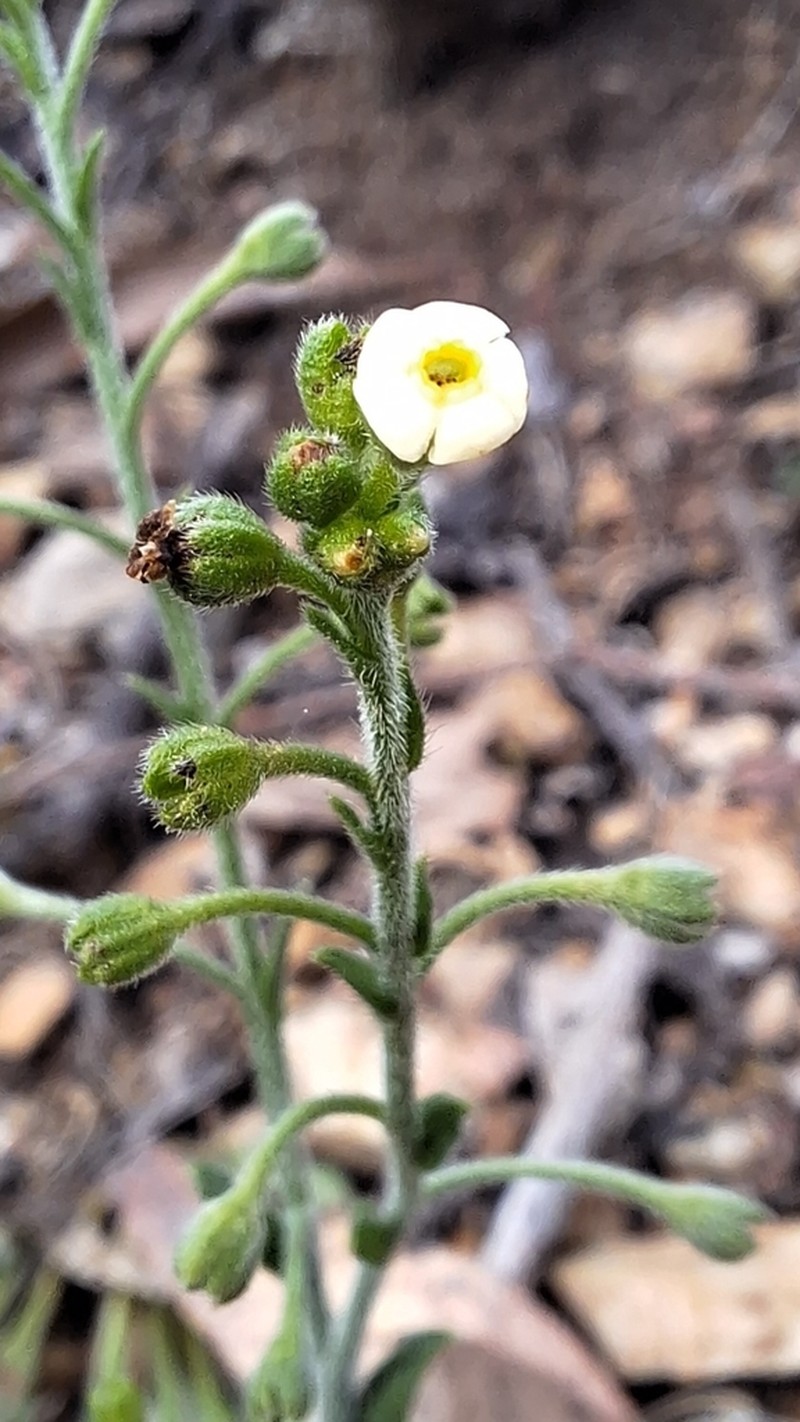 Hackelia suaveolens photo 4