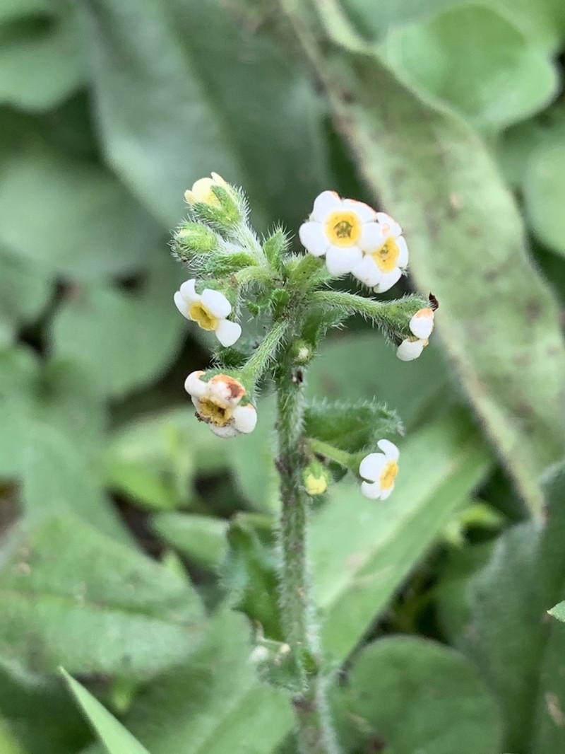 Hackelia suaveolens photo 5