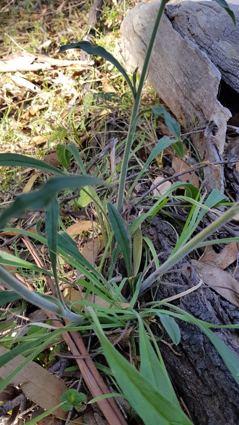 Hackelia suaveolens photo 6