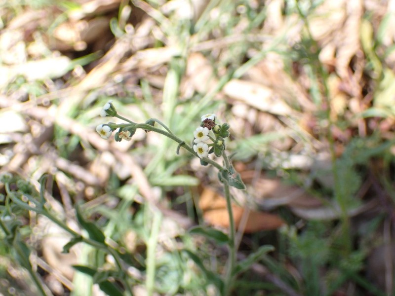 Hackelia suaveolens photo 7