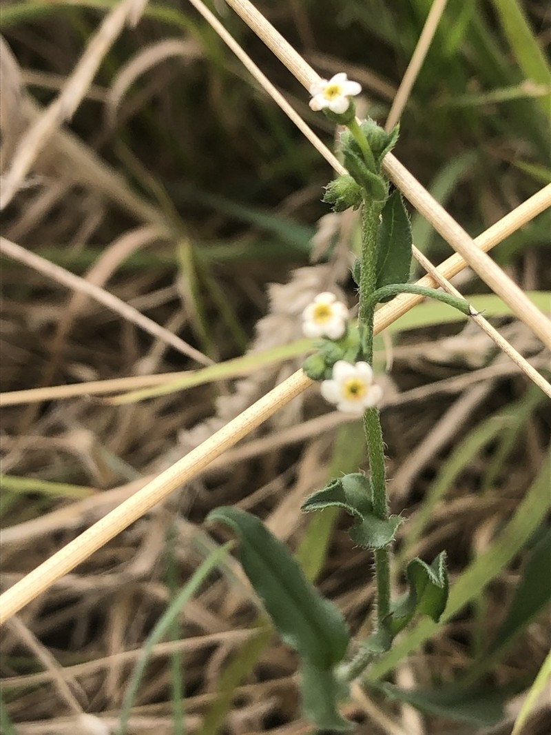 Hackelia suaveolens photo 8