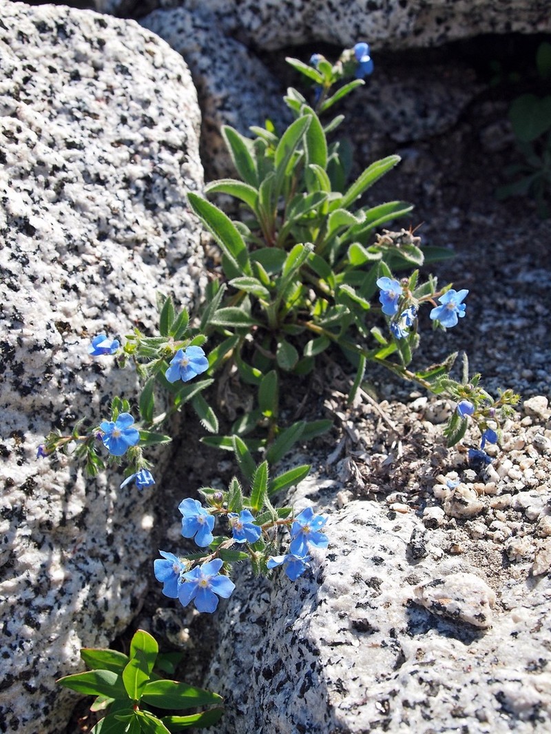 Hackelia taylorii