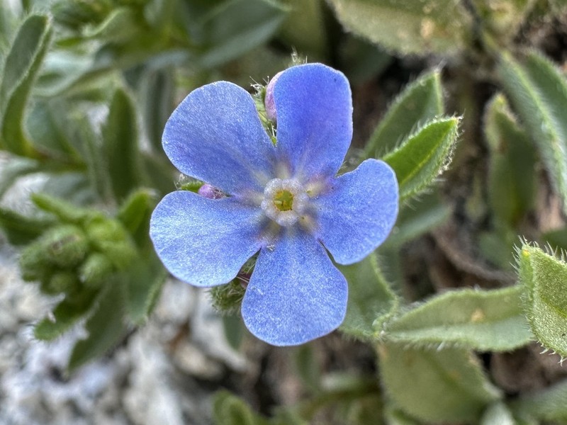 Hackelia taylorii photo 3