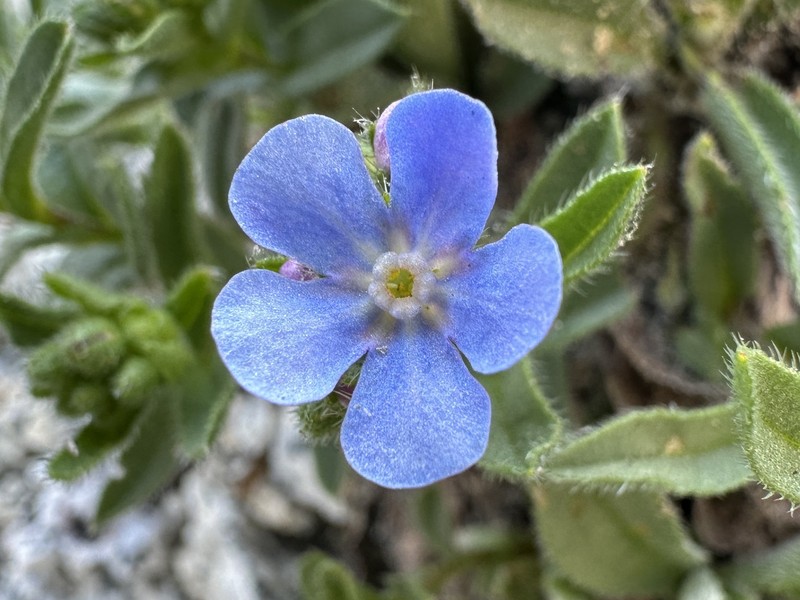 Hackelia taylorii photo 6