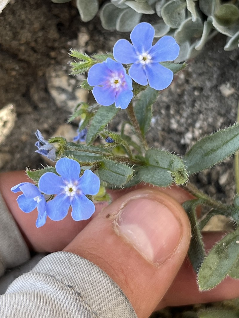 Hackelia taylorii photo 7