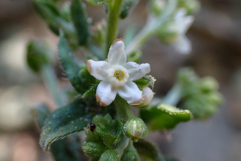 Chihuahuan Stickseed