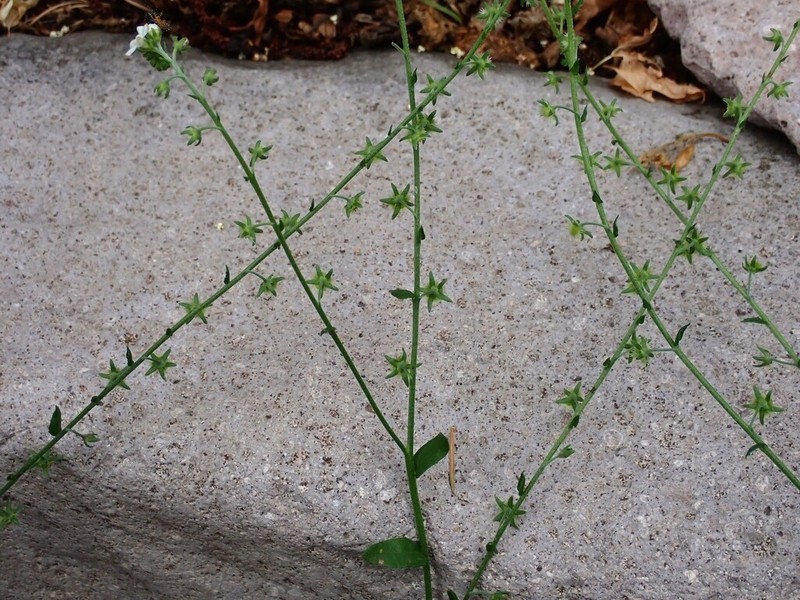 Chihuahuan Stickseed photo 2