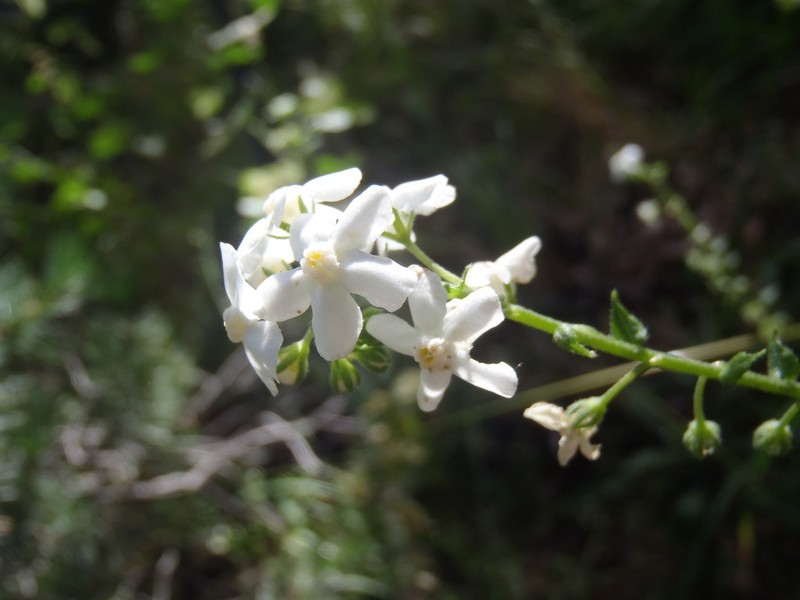 Chihuahuan Stickseed photo 3