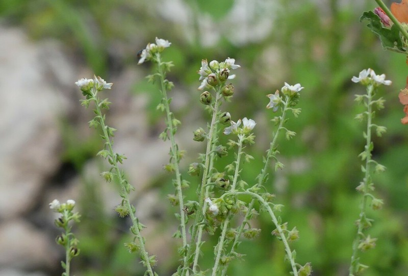 Chihuahuan Stickseed photo 4