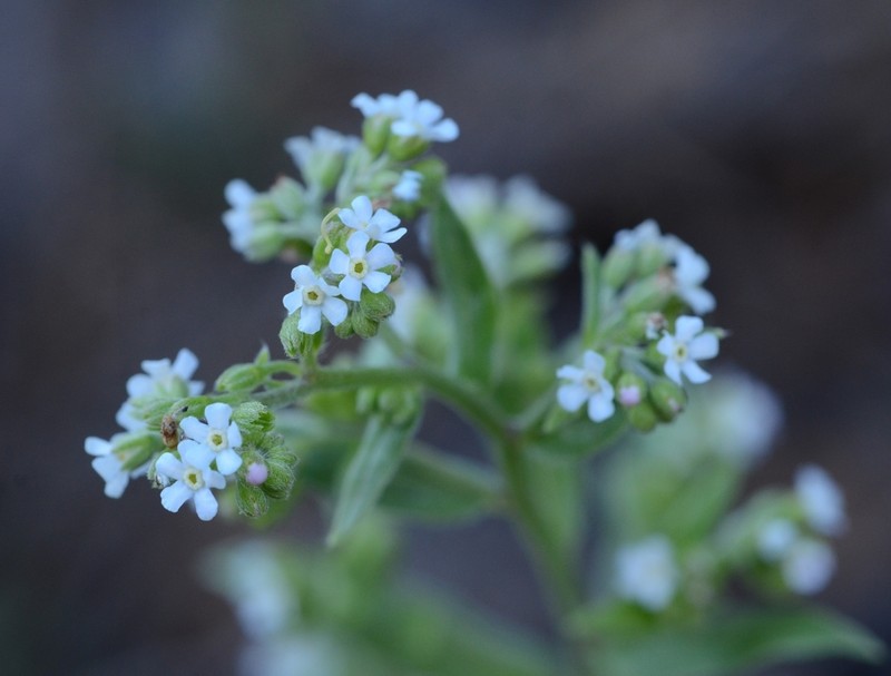 Chihuahuan Stickseed photo 5