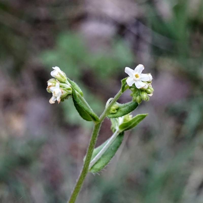 Chihuahuan Stickseed photo 6