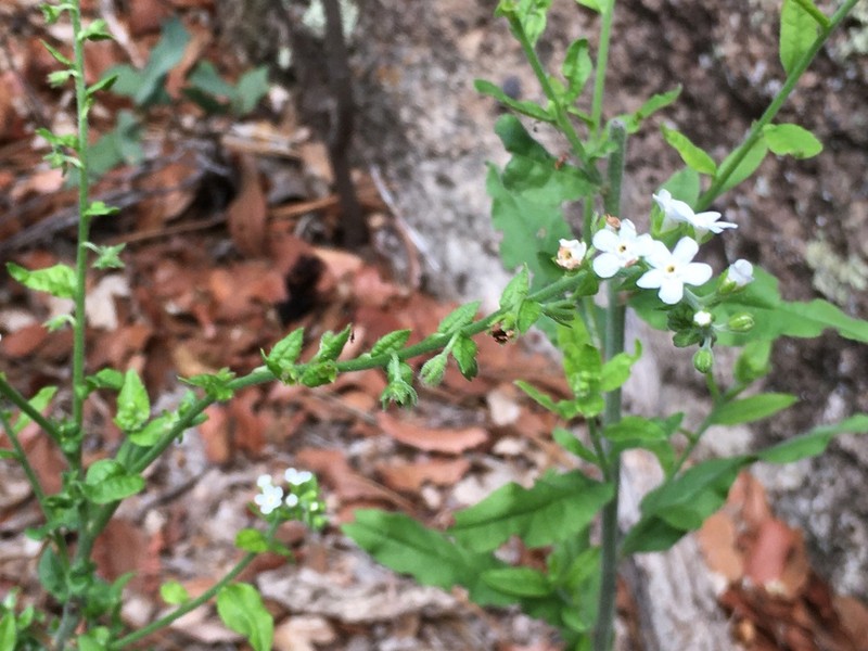 Chihuahuan Stickseed photo 7