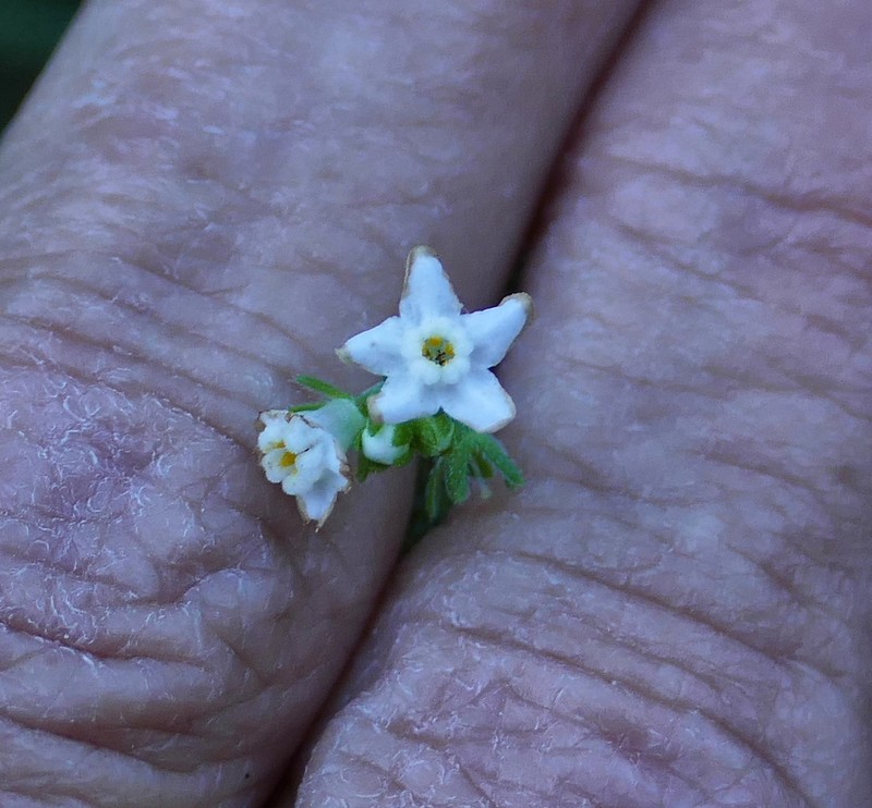 Chihuahuan Stickseed photo 8